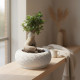 Bonsai Tree Small